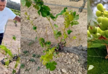 Actuaciones y Recomendaciones del Servicio de Sanidad Vegetal de la GVA Frente a la Plaga de Saltamontes en el Término de Requena