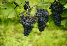 Castilla-La Mancha lanza un observatorio para mitigar los daños ocasionados por los aranceles de Trump